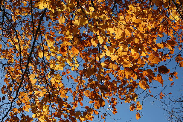 istock autumn leaves against a blue sky 147259626