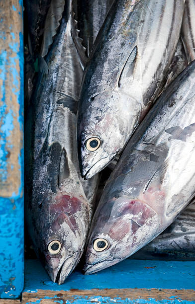 walentynki na pokładzie - dog tooth tuna zdjęcia i obrazy z banku zdjęć