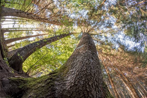 istock Beautiful background of forest trees seen from below 1472597271