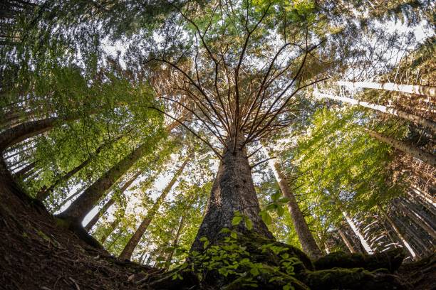 istock Beautiful background of forest trees seen from below 1472597301