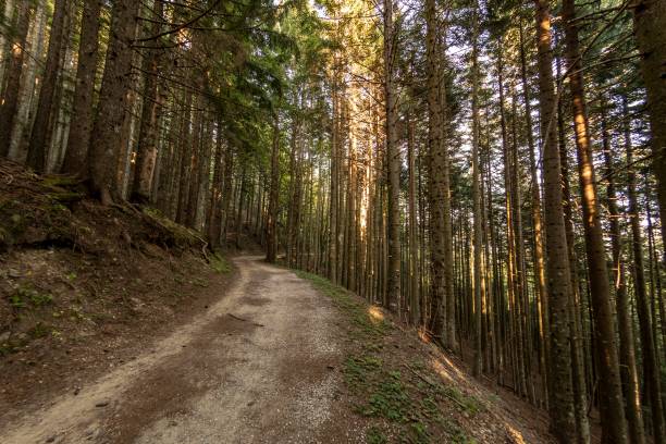 istock View of a road in the woods 1472597733