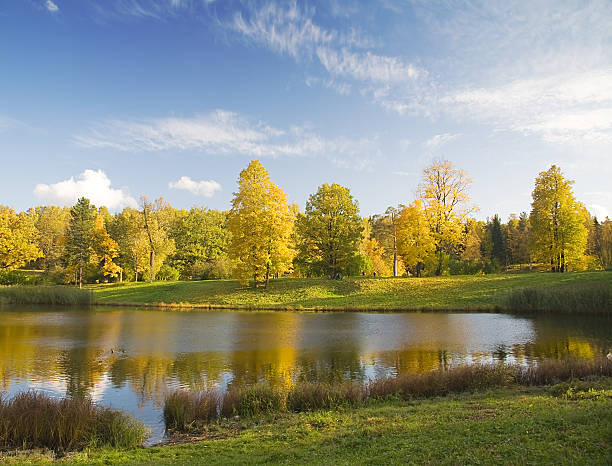 istock gold autumn under blue sky 147259784