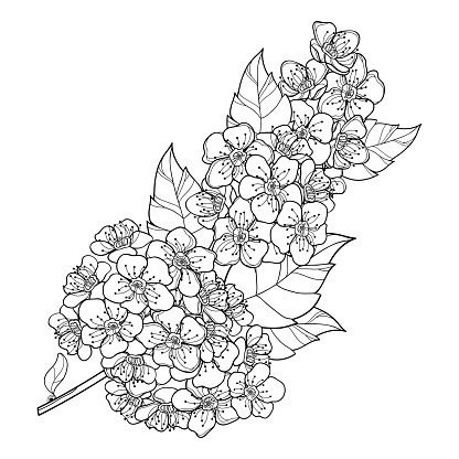 Vector branch of outline Spiraea or Meadowsweet flower and leaves in black isolated on white background. Spiraea in contour style for summer coloring book.