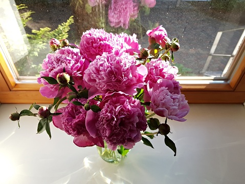 Bouquet of beautiful peonies in a glass vase stands on the windowsill at sunset.