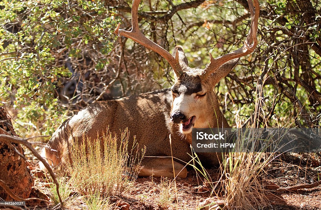 Muledeer Buck - Foto de stock de Bocejar royalty-free