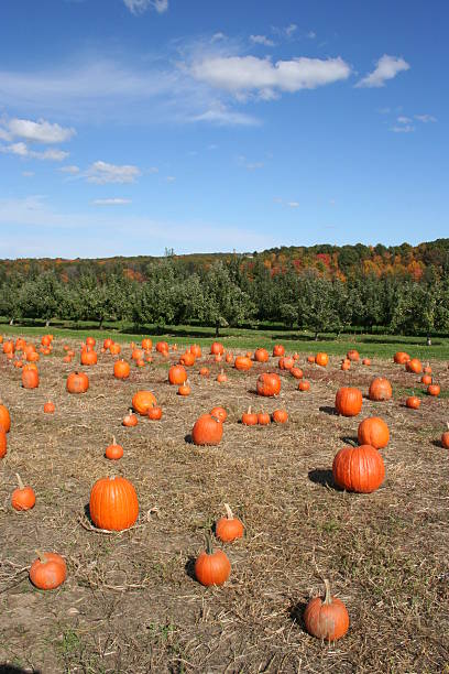 pumpkins in the field Pumpkins on the ground plushka stock pictures, royalty-free photos & images