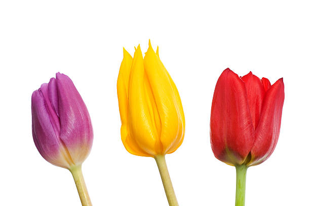 Three tulip flower heads stock photo