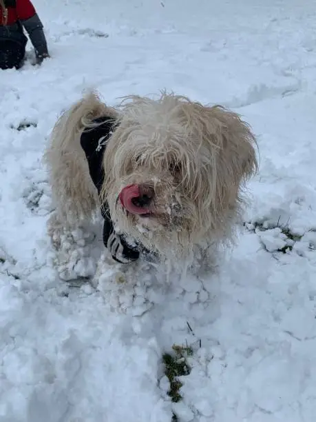 Dog enjoying the snow