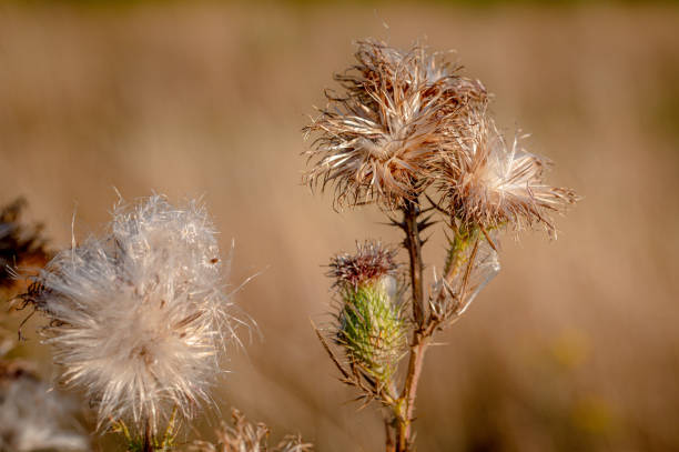istock Cirsium vulgare, the spear thistle, bull thistle, or common thistle 1472601950