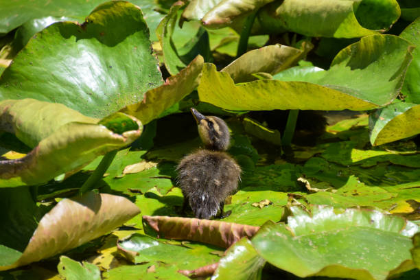 A cute duckling investigates water lily leaves in a pond