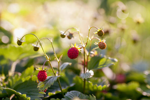 Alpine strawberry - Fragaria Vesca with tasty red berries.