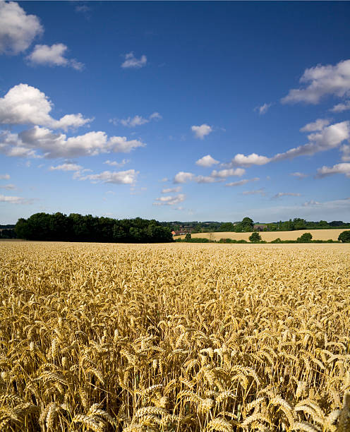 Fields of Ripening Wheat. stock photo