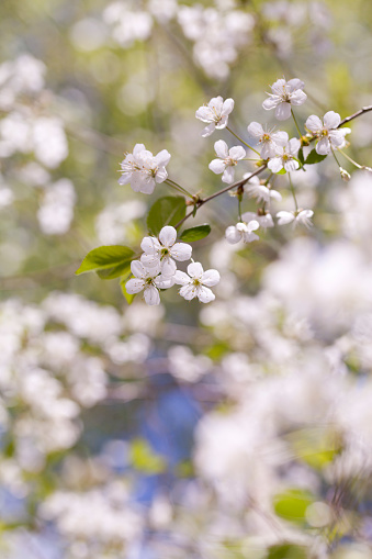 Cherry flower -  white petals on the blue sky background, selective focus. Spring background.