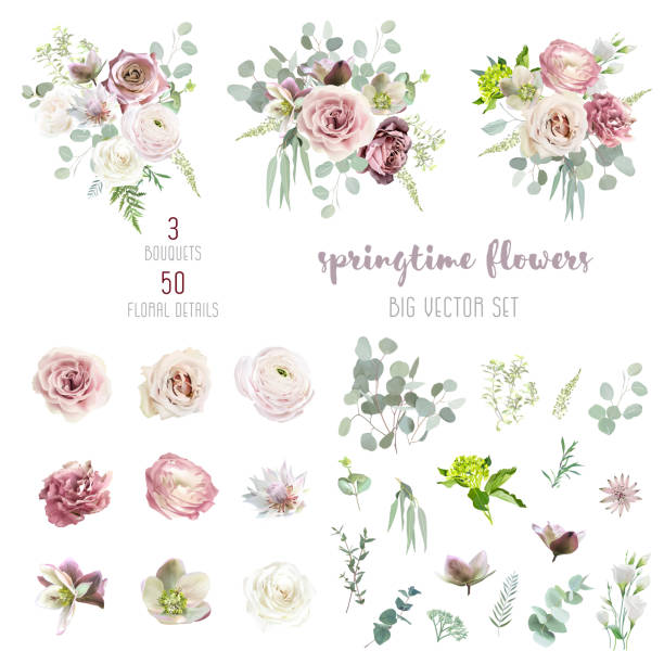Mauve purple rose, dusty pink lisianthus, serruria, brown and green hellebores, hydrangea, mint eucalyptus Mauve purple rose, dusty pink lisianthus, serruria, brown and green hellebores, hydrangea, mint eucalyptus, greenery vector design big set. Wedding floral bouquets. Watercolor. Isolated and editable drawing of a green lisianthus stock illustrations
