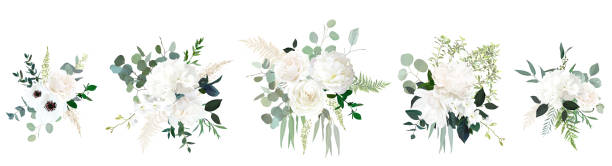illustrazioni stock, clip art, cartoni animati e icone di tendenza di peonia bianca classica, ortensie, anemone e fiori di rosa, eucalipto, felce - magnolia flower beige white