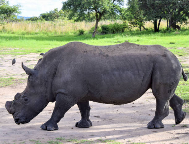 istock A white rhino with trimmed horns 1472602866