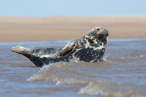 injured seal with frisbee stuck on neck at horsey gap