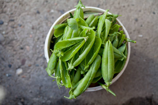 Peas and pea pods
