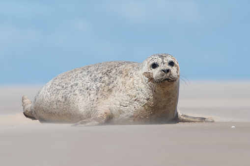 Harbor Seal on sandy beach