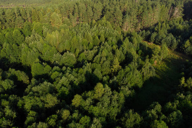 istock Top view of the forest.Rainforest ecosystem concept, healthy environment. Forest texture from above. 1472604306
