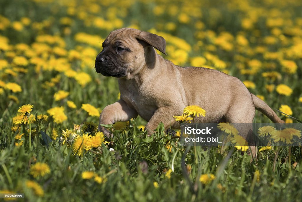 Dogo Canario cucciolo in giallo dandelions - Foto stock royalty-free di Animale