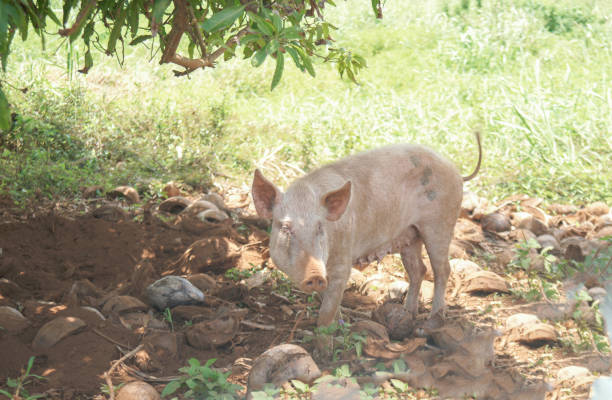 istock Pig on rough land in shade of tree 1472604524
