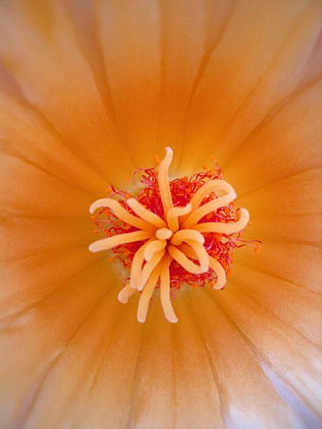 Close-up of flower stock photo