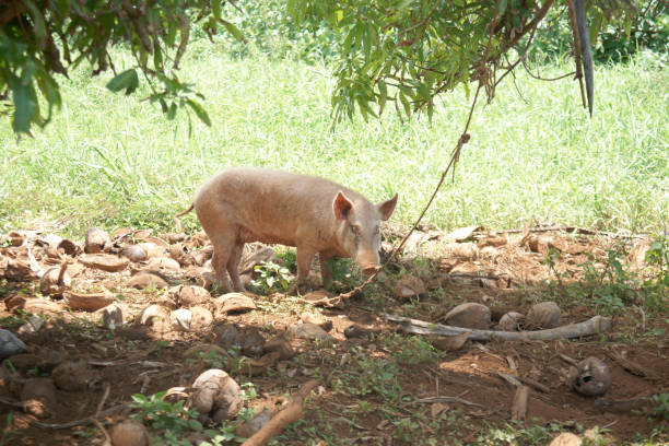 istock Pig on rough land in shade of tree 1472604560