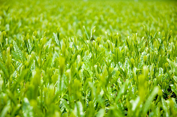 Growing Tea Leaf02 stock photo