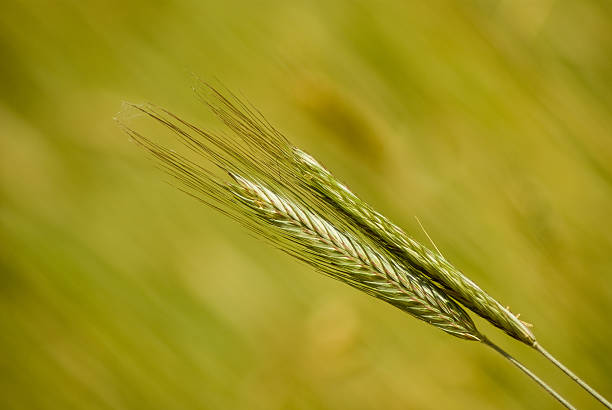 Two rye ears stock photo