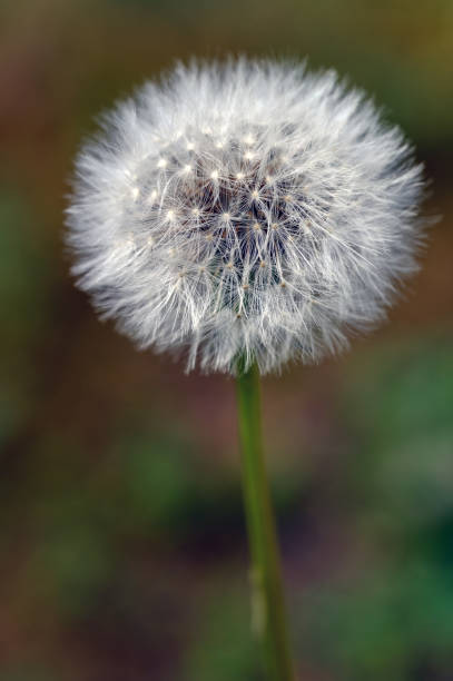 istock Seed head of a dandelion 1472606672
