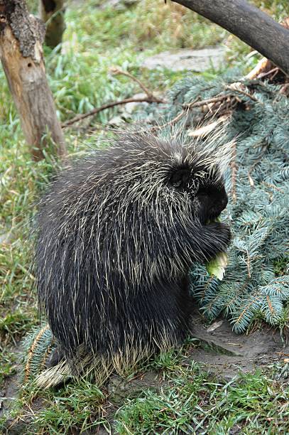 istock Porcupine eating in the forest 147260687