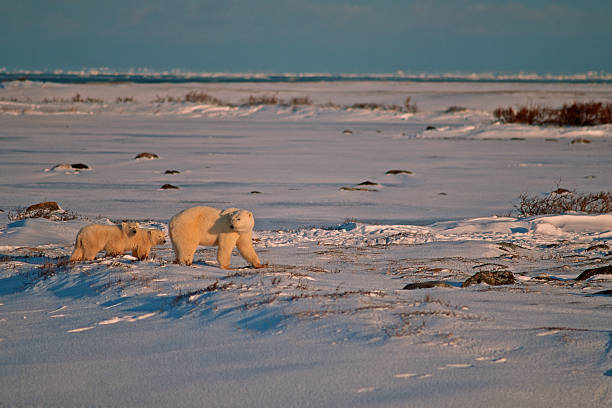 istock Polar bears in Canadian Arctic 147260703