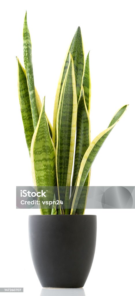 Plante d'intérieur-Sansevieria - Photo de Sansevière libre de droits