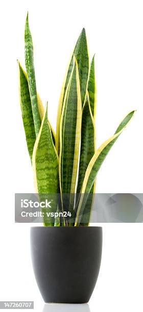 Photo libre de droit de Plante Dintérieursansevieria banque d'images et plus d'images libres de droit de Sansevière - Sansevière, Plante en pot, Vertical