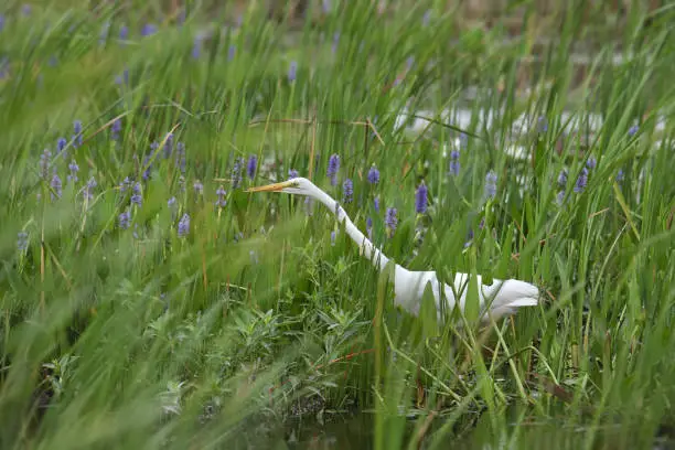 Photo of Great Egret (ardea alba) slithering through some tall grass