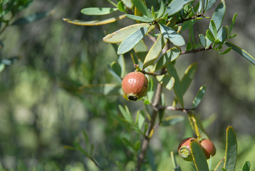 Sandalwood nuts on tree, Avon Valley, Western Australia, Australia