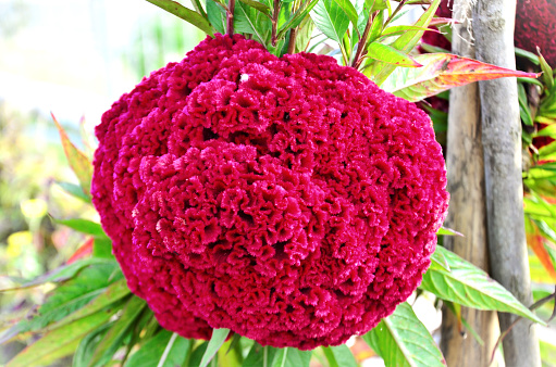 The beautiful red flower of Celosia cockscomb in the garden
