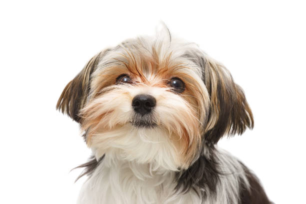 istock Puppy Maltese lapdog isolated on white background.. 1472610511
