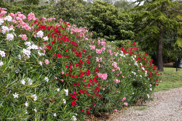 istock Beautiful small Oleander flowers. 1472610612