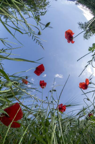 istock Low angle view of red poppies in the grass 1472610674