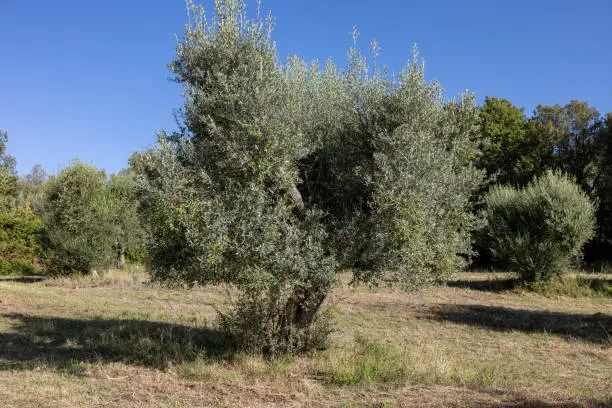 Photo of Old olive groves on a hillside in Montemassi. Italy