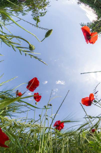 istock Low angle view of red poppies in the grass 1472610688