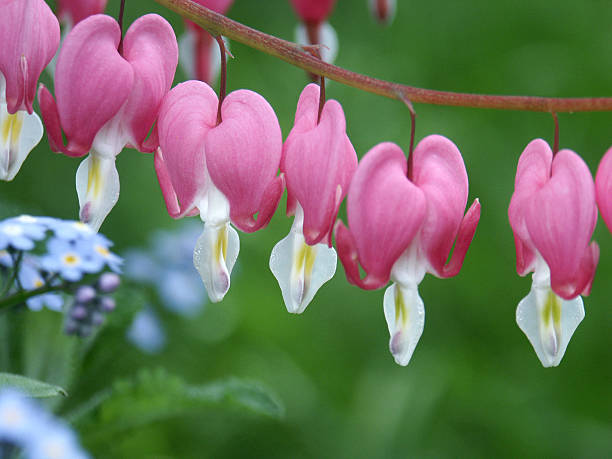 istock Bleeding Hearts and Flowers 147261089