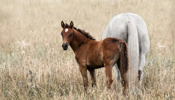 istock A foal with its mother 1472610918