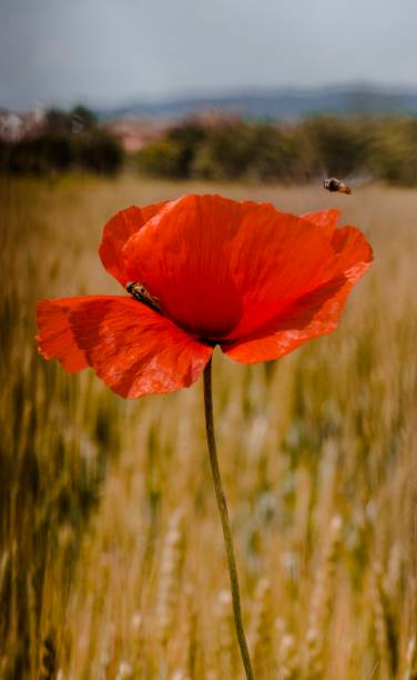 istock Lonely poppy in a field 1472610920