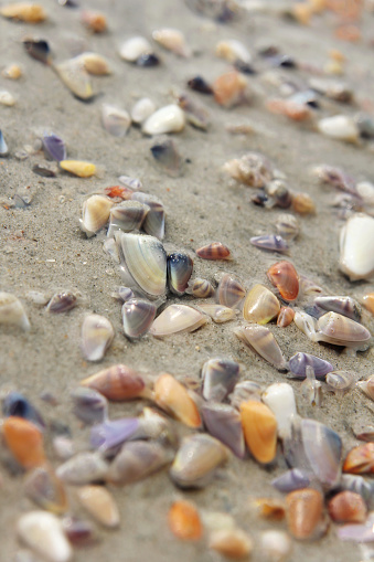 Coquina clams in the sand at a beach in Ocracoke.