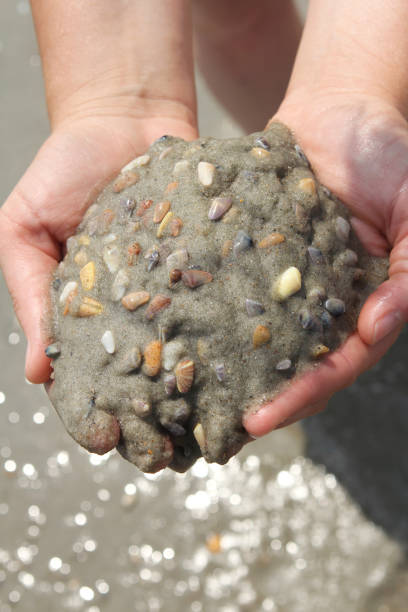 istock Handful of Coquinas 1472610956