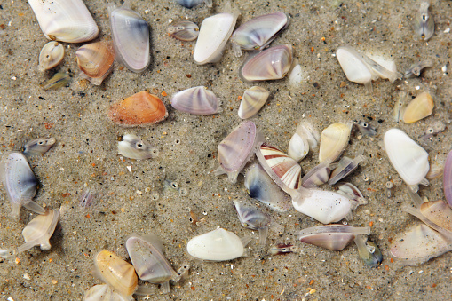 Close-up of colorful seashells on a sandy beach at north sea coast.