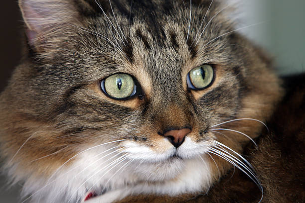 istock Wide Eyed Beauty 147261184
